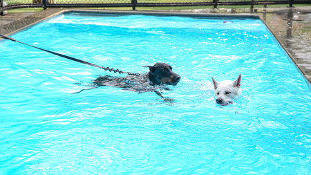 Two dogs practice swimming in a special dog pool