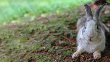 A rabbit is looking at the camera in the rabbit garden and there is space available suitable for...