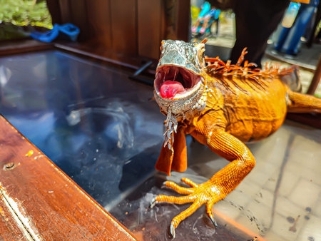 The orange iguana seems to want to prey on the birds around itの写真素材