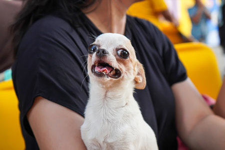 Big-eyed Chihuahua dogs that are adorable and cuteの写真素材