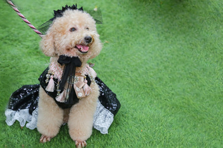 Beautiful poodle dog on green grassの写真素材