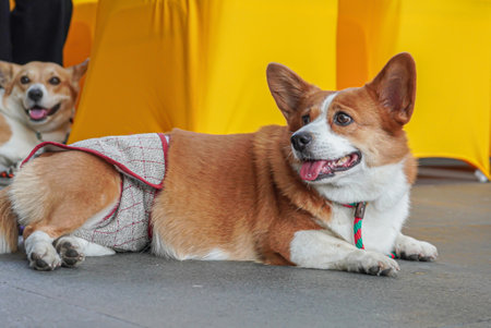 Pembroke Welsh Corgi dog lying down and wearing dog diapersの写真素材