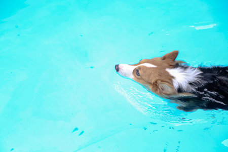 Photo from above of a dog practicing swimming in a poolの写真素材