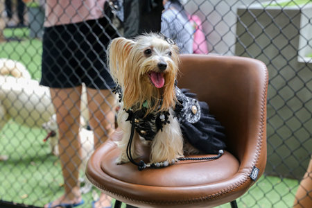 Very cute dog wearing dog clothes while sitting