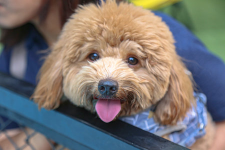 Poodle dog looking at camera with funny face