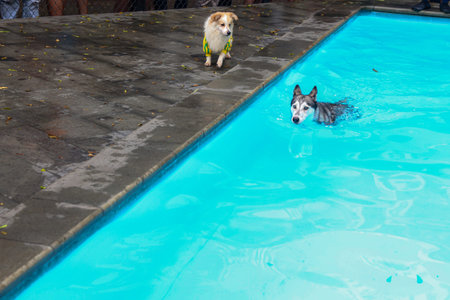 Dog â€‹â€‹is swimming and being watched by dogs from above the pool