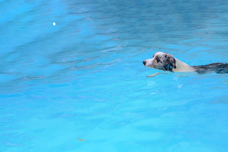 In the large swimming pool there is a dog practicing swimming and the dog's face is a little blurryの写真素材