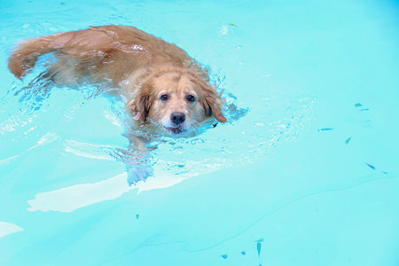 Golden Retriever dog is swimming in a blue poolの写真素材