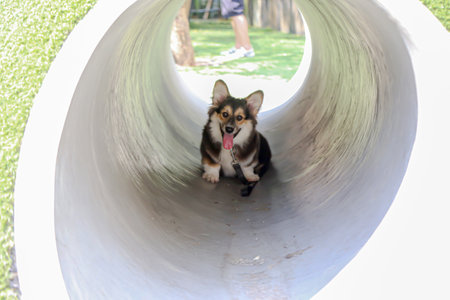 There is a cute and adorable dog in the tunnelの写真素材