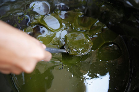 Green grass jelly ice in the banner is being takenの写真素材