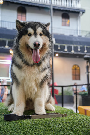 Husky dog â€‹â€‹sitting and looking at camera