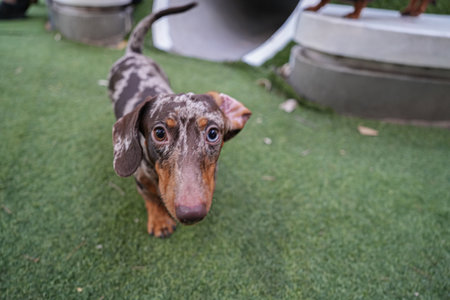Cute dachshund looking at cameraの写真素材