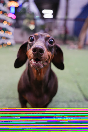 Dachshund whose nose is focused and whose face is somewhat blurryの写真素材