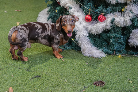 Dachshund dog looking at the christmas tree and very cuteの写真素材
