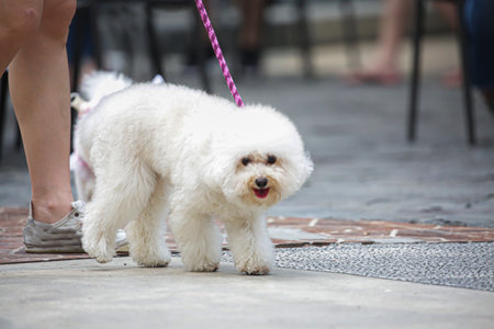The dog is being walked with its ownerの写真素材