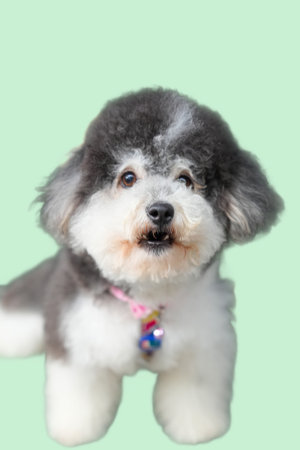 Grey and white furry poodle, perfect for pet blogs, pet grooming business promotions, stationery and animal lover designs.の写真素材