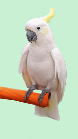 White-crested cockatoo perched on orange bird. Perfect for bird watching blogs, wildlife articles, and tropical themed designs.の写真素材