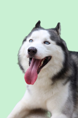 A happy Siberian husky panting outside, perfect for pet blogs, animal magazines, and social media...