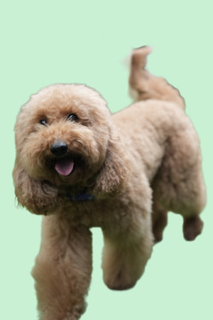 Fluffy tan goldendoodle dog perfect for pet products, animal care services, veterinary clinics, dog grooming websites, and animalthemed designs.の写真素材
