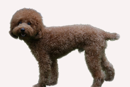 A brown poodle is very cute. Suitable for pet products, pet care services, or pet-themed designs. Suitable for pet-related websitesの写真素材