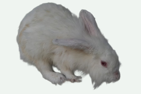A fluffy white Angora rabbit eating, perfect for pet grooming and care business, Easter promotion, or animal themed design project. Cute and adorable!の写真素材