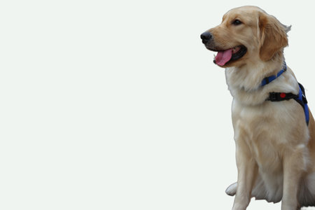 Lightgold dog in blue harness, ideal for pet care, training, outdoor activities, and animal behavior content for websites or blogs.の写真素材