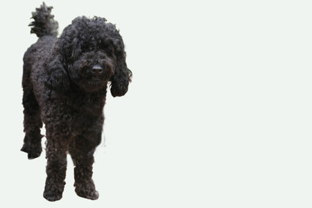 Black fluffy Cavapoo dog perfect for pet blogs, grooming services, and veterinary clinics. lovable, cuddly, adorable with fluffy coat.の写真素材