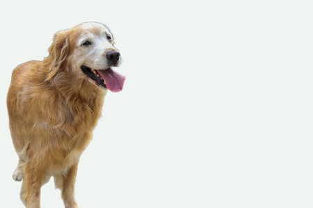 Light golden retriever dog enjoying outdoor playtime, ideal for petrelated content, pet care blogs, veterinary clinics, or animal welfare campaigns.の写真素材