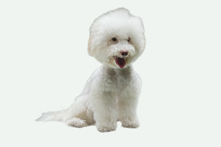 Fluffy white Coton de Tulear dog happily sitting. Suitable for pet blogs, veterinary clinics, or dog grooming businesses.の写真素材