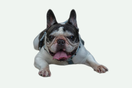 Happy french bulldog lying down, suitable for pet blogs, animal magazines, and social media posts about dogs and happiness.の写真素材