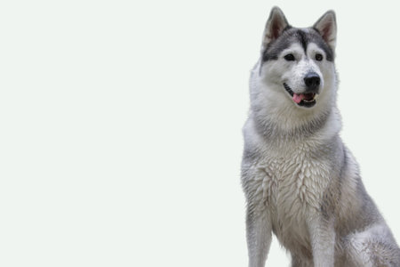 Beautiful gray and white Siberian husky dog suitable for pet grooming, animal care, pet products,...