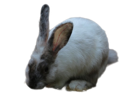 Cute gray and white Dutch rabbit, perfect for Easter, pet care, animal blogs, childrens books, and springthemed designs.の写真素材