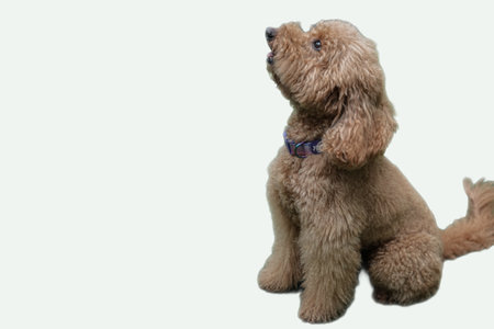 Adorable apricot golden pudel dog suitable for pet products, animal care services, and cute dog themed designs or content creation.の写真素材