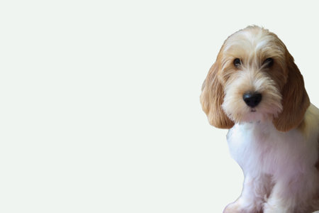 Cute Petit Basset Griffon Venden Dog Ideal for pet blogs, veterinary clinics, dog food advertisements, and social media posts. Charming and adorable canine companion.の写真素材