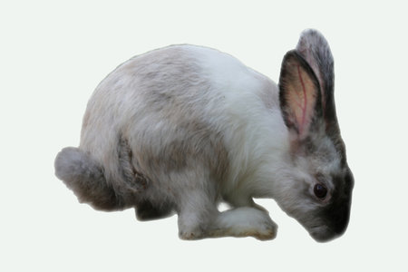 Gray and white Dutch rabbit image suitable for pet care materials, Easter promotions, or animalrelated designs needing a cute bunny.の写真素材
