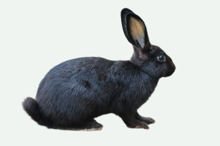 Black New Zealand rabbit against. Suitable for Easter, nature, animal, or petrelated concepts in design, marketing, or educational materials.の写真素材