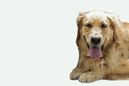 Sweet golden retriever dog lying down, suitable for petrelated designs, veterinary services promotions, and animal lover social media posts.の写真素材
