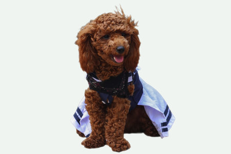 Adorable red poodle in sailor outfit perfect for pet fashion blogs, greeting cards, childrens books, nauticalthemed designs, and pet product packaging.の写真素材