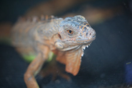 Close-up of an orange iguana inside a terrarium, looking through the glass with sharp focus on its eye and textured skin.の写真素材