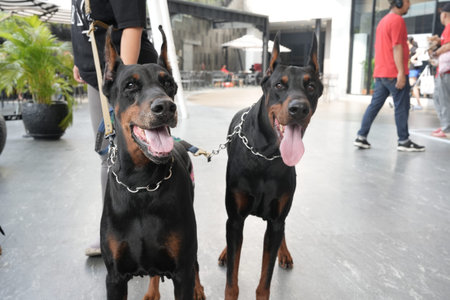 Two Doberman dogs on leashes standing side by side outdoors, both panting with tongues out and...