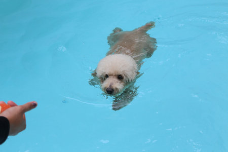 Fluffy cream-colored dog swimming in a pool, approaching a person holding a ball.