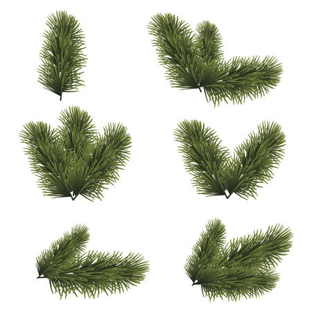 Green lush spruce branches for Christmas background, vector illustration.のイラスト素材