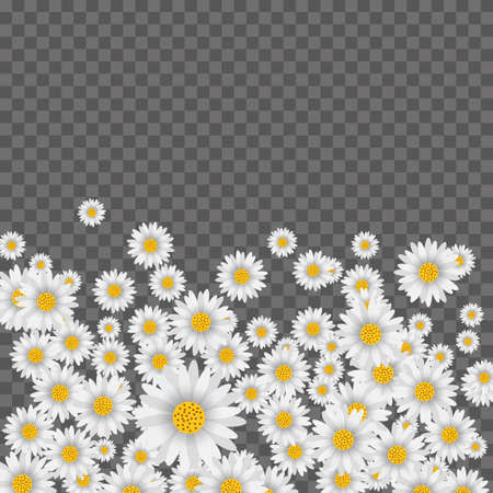 Spring background with falling chamomile on transparent background. Vectorのイラスト素材