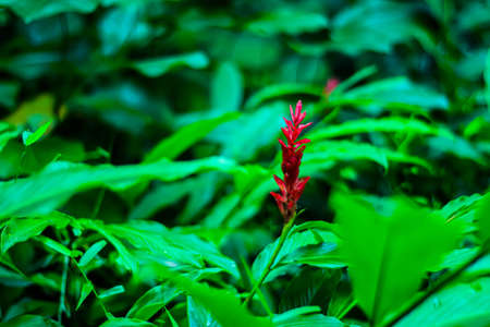 Alpinia purpurata, red ginger, also called ostrich plume and pink cone ginger, are native Malaysian plants with showy flowers on long brightly colored red bracts. They look like the bloom, but the truの写真素材