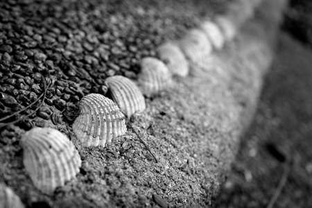 sea shellの写真素材