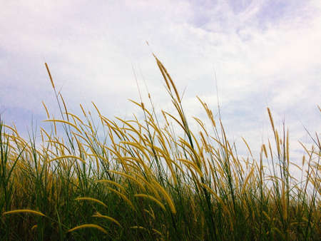 Yellow grass ornamental plant landscape with beautiful cloudsの写真素材