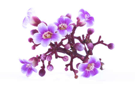 Pink Flower and Isolated Bagroundの写真素材