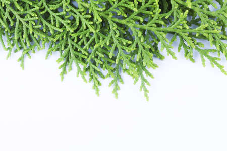 Evergreen leaves with space text belowの写真素材