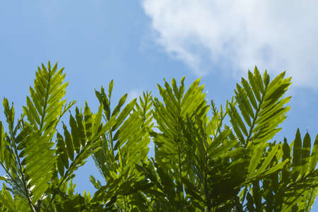 green tree with sky background possible to add some textの写真素材