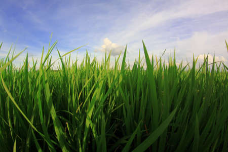 green rice fieldの写真素材